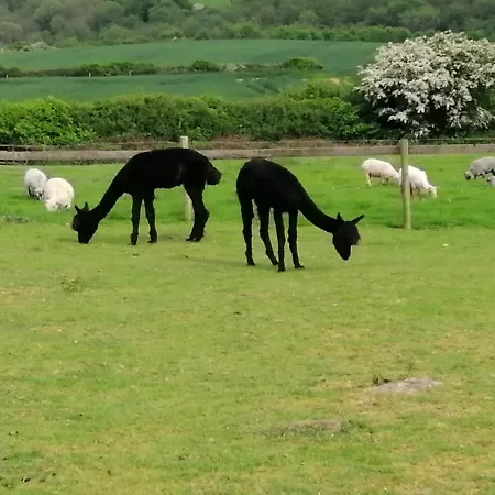 Luddie's Country - Rose *