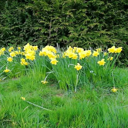 Luddie's Country - Rose